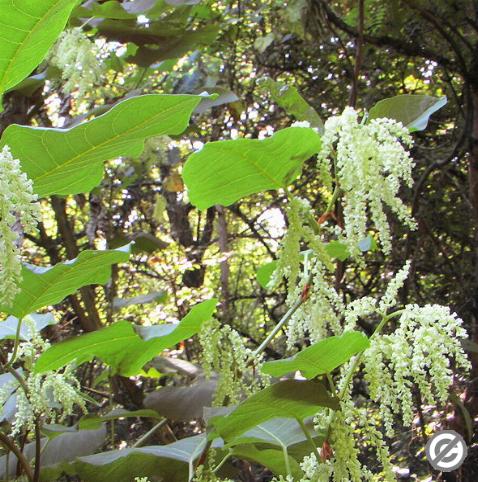 image of Giant Knotweed (commons copyright)