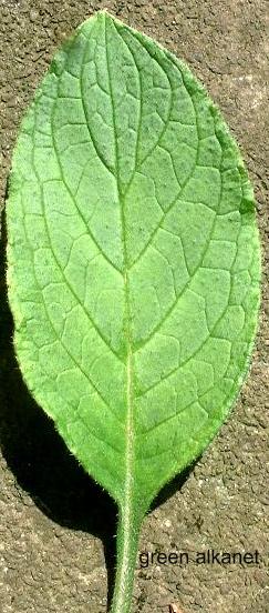 green alkanet leaf