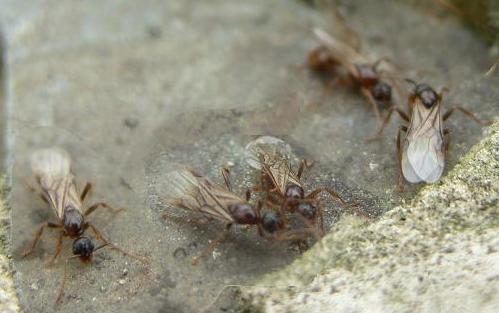 picture of winged ants