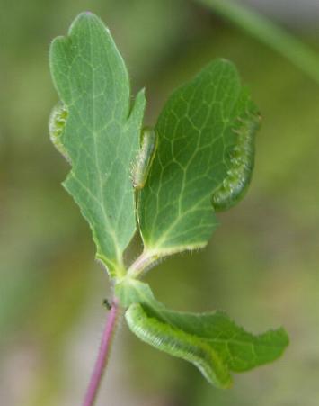 picture of Aquilegia Sawfly Larvae