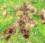 picture of Badger damage