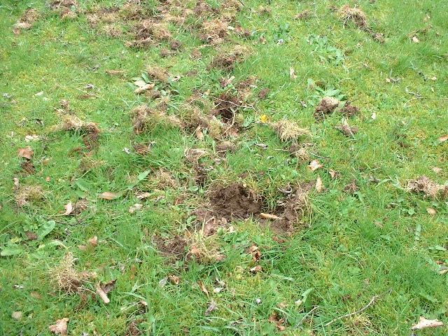 image of badger damage to a lawn