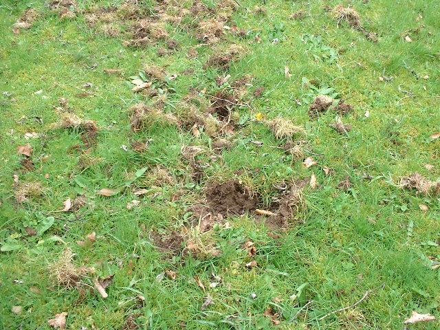 Animals Digging Holes in Yard http://www.downgardenservices.org.uk 