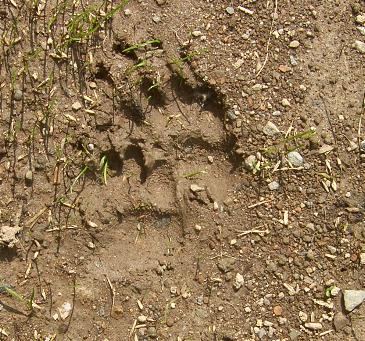 image of badger prints