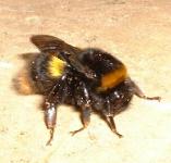 picture of a Bumble Bee click for more information