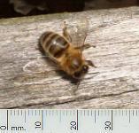 picture of HONEYBEE click for more information