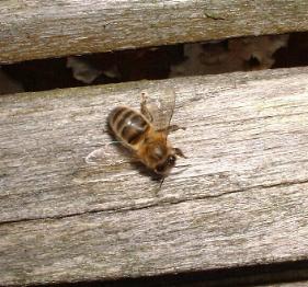 picture of a Honeybee