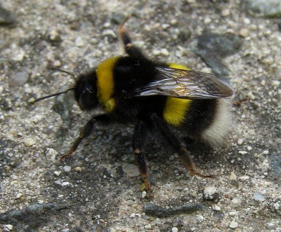 image of a Bumblebee