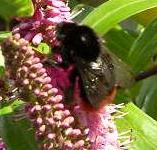 picture of RED-TAILED BUMBLEBEE click for more information