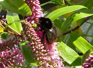 picture of Red-tailed Bumblebee