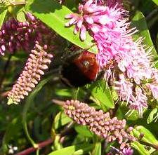 picture of Red-tailed Bumblebee