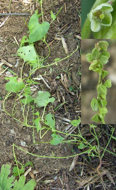 image of Black Bindweed