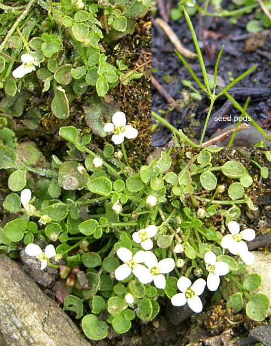 picture of New Zealand Bittercress