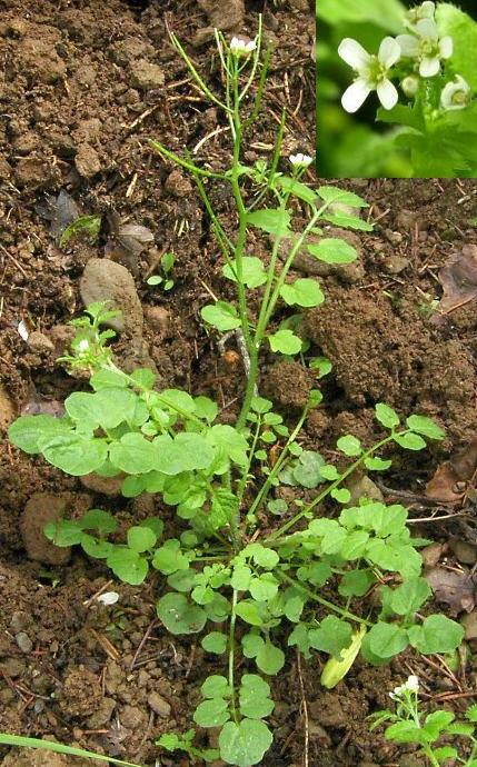 image of Wavy Bittercress