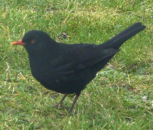 picture of a male blackbird