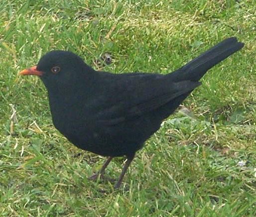 picture of a male blackbird