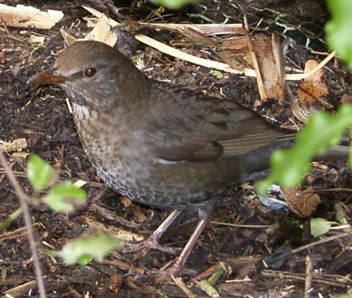 image of a female blackbird