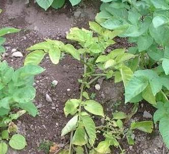 picture of potato plant with blackleg rot