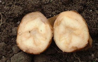 potato tuber showing soft rot