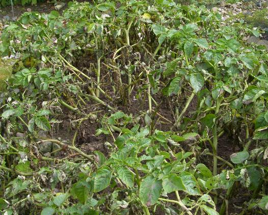 picture of blighted potato crop