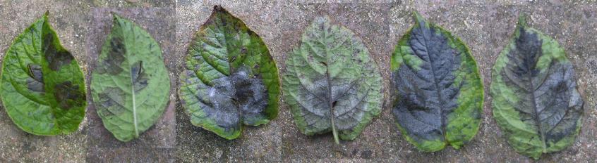 picture of potato blight on leaves