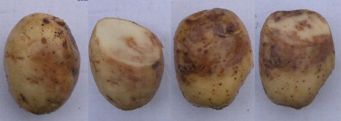 picture of potato tubers infected with Late Blight