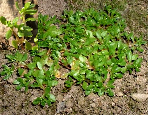 picture of Blinks plant and flowers