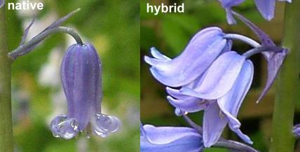 image of bluebell flowers
