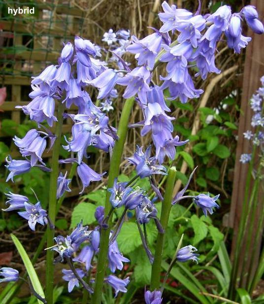 image if Hybrid Bluebells