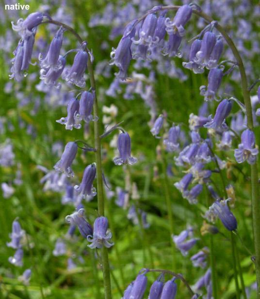 image of Native Bluebell