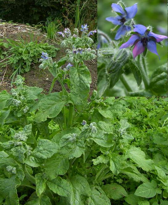 picture of Borage plant and flowers