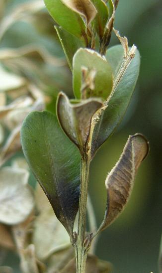 image of boxwood blight affected leaves