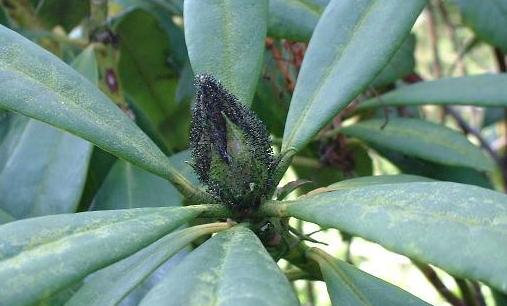 picture of rhododendron bud with bud blast