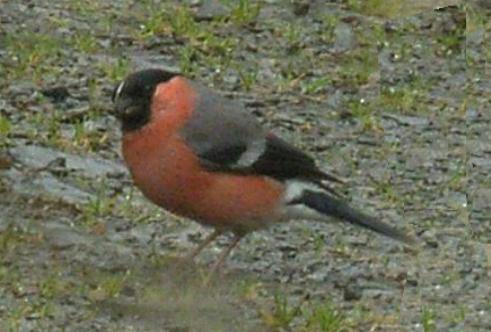 image of a bullfinch