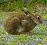picture of a RABBIT click for more information