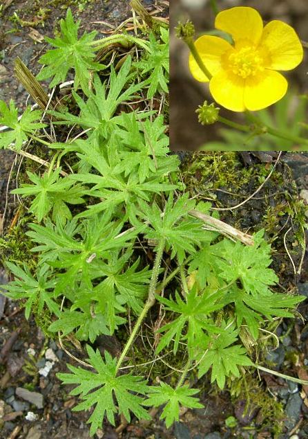 a picture of Meadow Buttercup