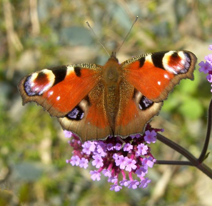 picture of Peacock Butterfly