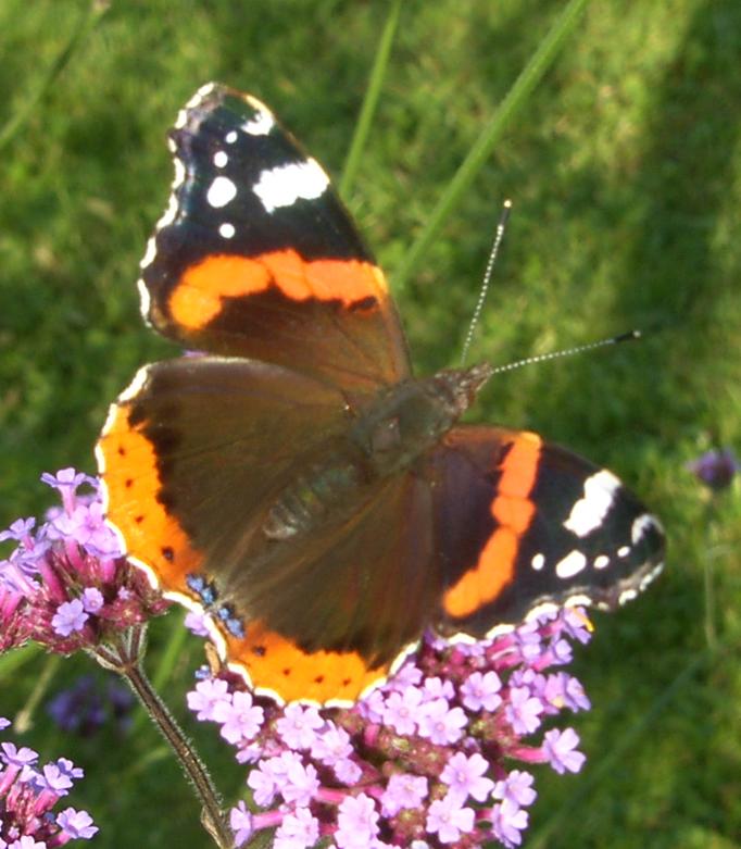 picture of red admiral butterfly