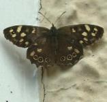picture of a SPECKLED WOOD BUTTERFLY click for more information