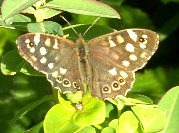 image of Speckled Wood Butterfly