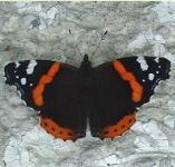 picture of RED ADMIRAL BUTTERFLY click for more information
