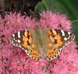 picture of PAINTED LADY BUTTERFLY click for more information