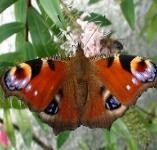 picture of PEACOCK BUTTERFLY click for more information