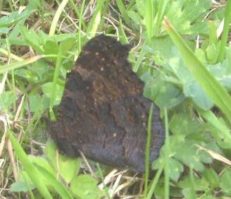 IMAGE OF PEACOCK BUTTERFLY RESTING