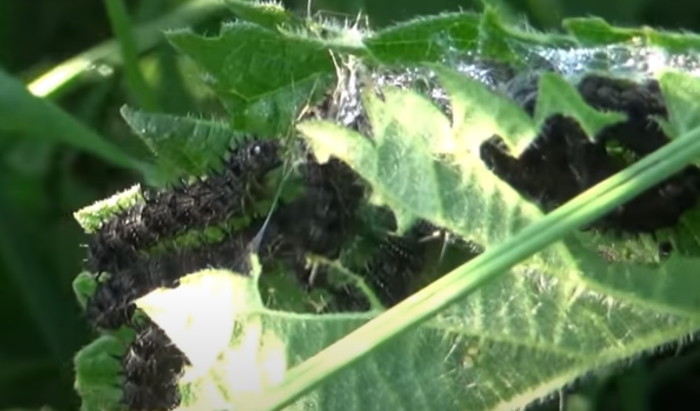 IMAGE OF PEACOCK BUTTERFLY CATERPILLARS