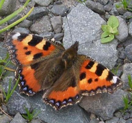 picture of small tortoiseshell butterfly