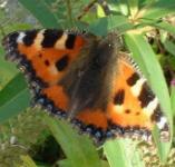 picture of SMALL TORTOISESHELL BUTTERFLY click for more information