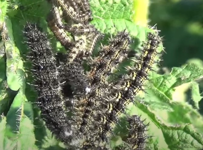 IMAGE OF SMALL TORTOISESHELL CATERPILLARS