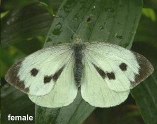 picture of a female large cabbage white butterflies