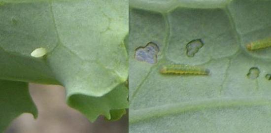 picture of egg and 1st instar larvae